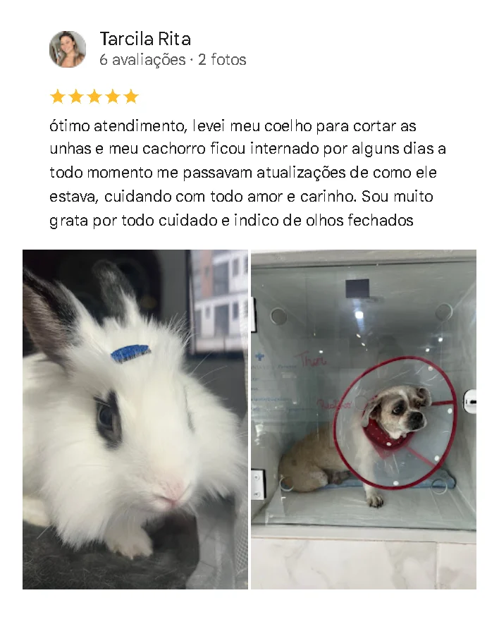 Avaliação de cliente no Google sobre o Santa Vida