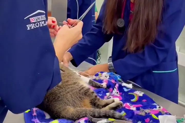 Equipe do Santa Vida Agronômica atendendo um gato