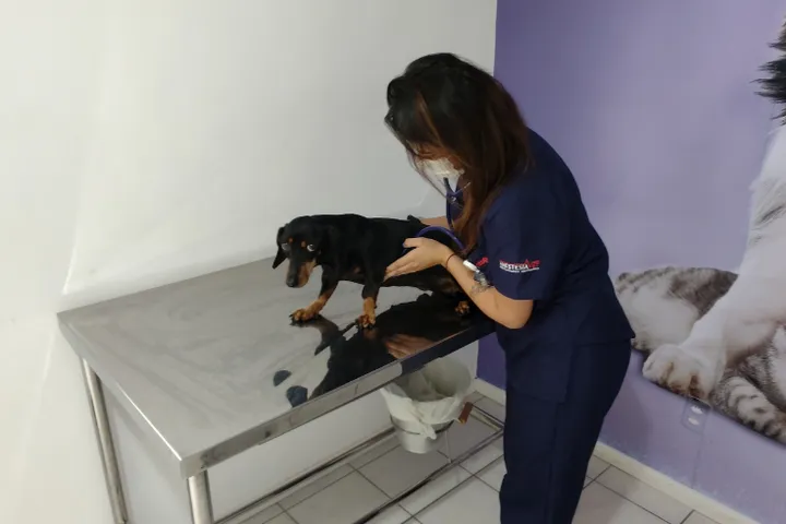 Veterinária do Santa Vida Agronômica examinando um dachshund