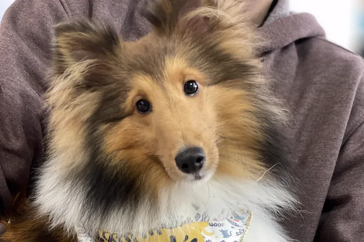 Cão com a bandana de alta do Santa Vida