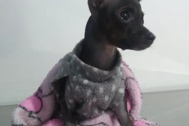 Cão em recuperação enrolado em uma manta